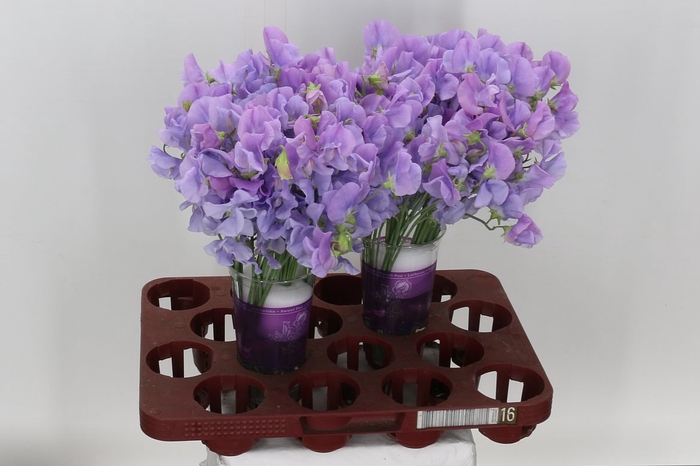 <h4>Lathyr Wi Suns Lavender</h4>