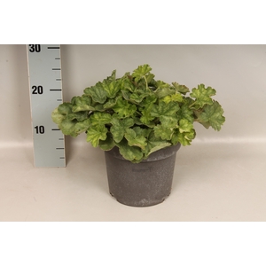 vaste planten 19 cm  Heuchera Ruby Bells