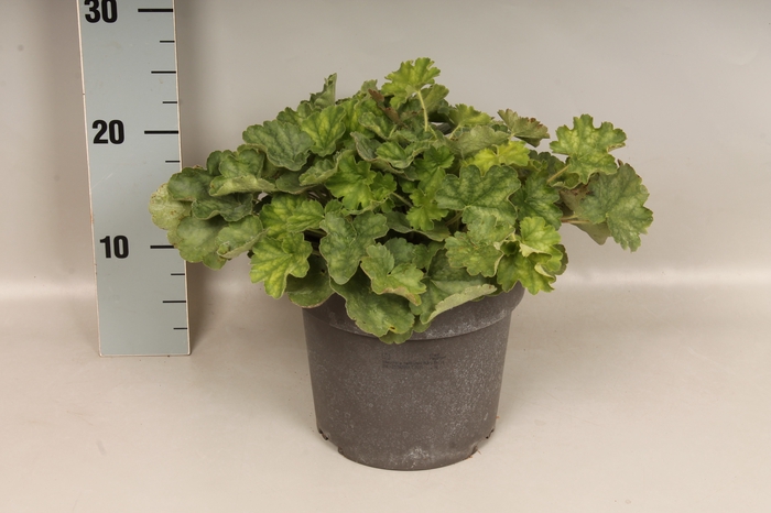 <h4>vaste planten 19 cm  Heuchera Ruby Bells</h4>