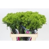 Dianthus Br Kiwi Mellow