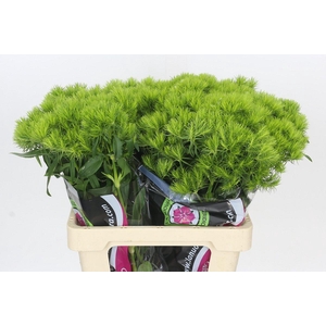 Dianthus Br Kiwi Mellow
