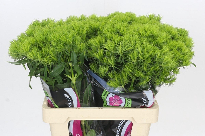 <h4>Dianthus Br Kiwi Mellow</h4>