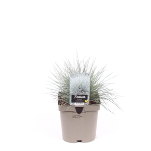 Festuca glauca 'Elijah Blue'