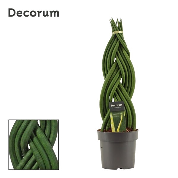 <h4>Sansevieria cylindrica 14 cm braid (Decorum)</h4>