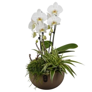 PTIB5166 Arrangementen kamerplanten