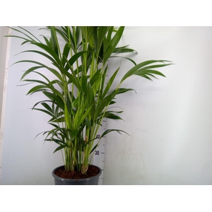 Howea forsteriana