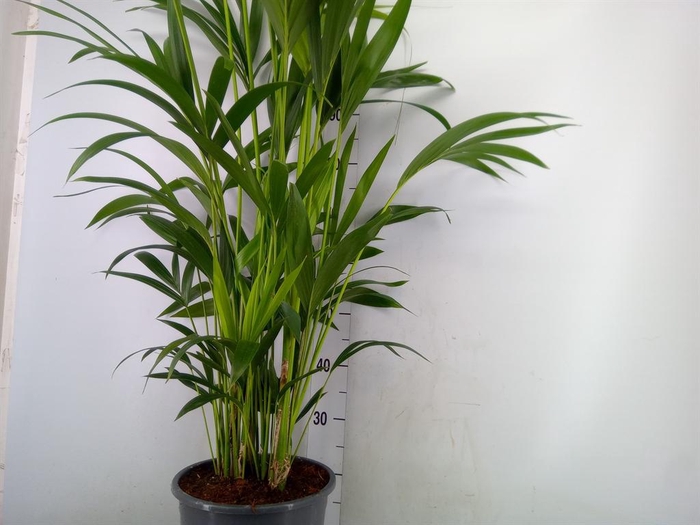 <h4>Howea forsteriana</h4>