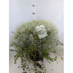 Leucophyta brownii 'Silvercalos'