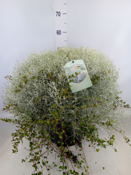 <h4>Leucophyta brownii 'Silvercalos'</h4>
