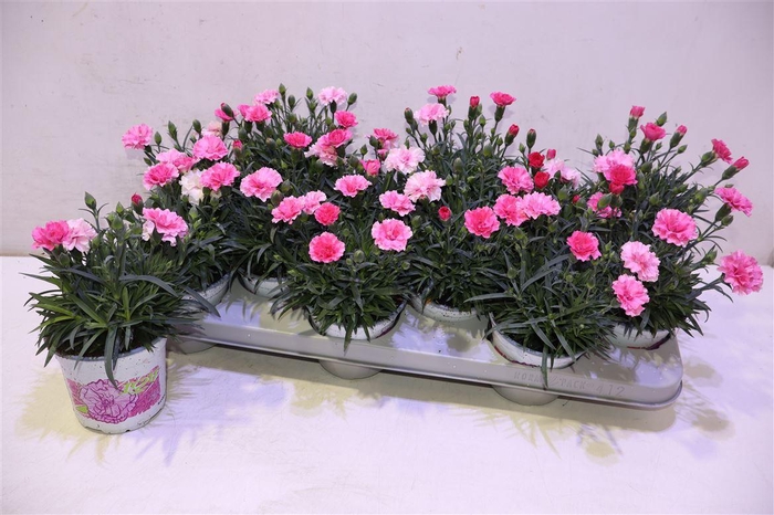 <h4>Dian I Love U</h4>