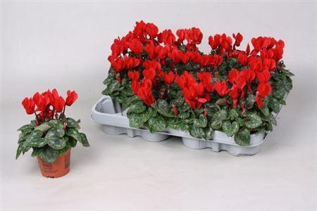 Cycl Kl Sup Micro Red