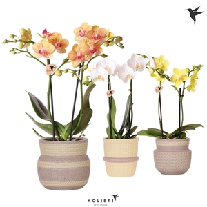 Phalaenopsis Multifloratypes overig