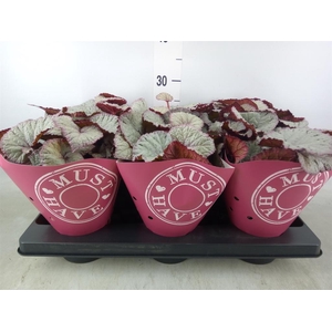 Begonia BD 'Hawaiian Silver'