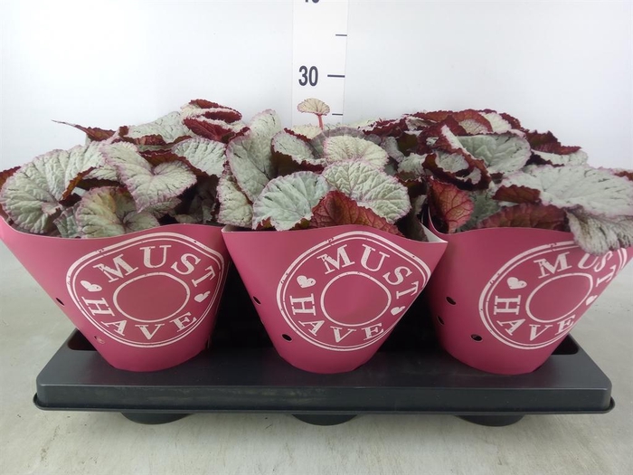 <h4>Begonia BD 'Hawaiian Silver'</h4>