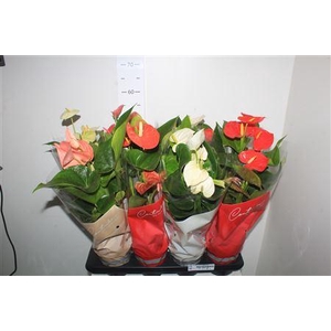 Anthu An Gem 4 Kl 5 Bloemen+
