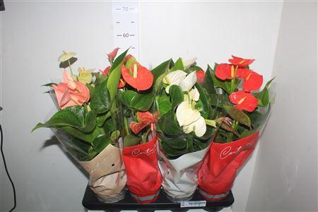 <h4>Anthu An Gem 4 Kl 5 Bloemen+</h4>