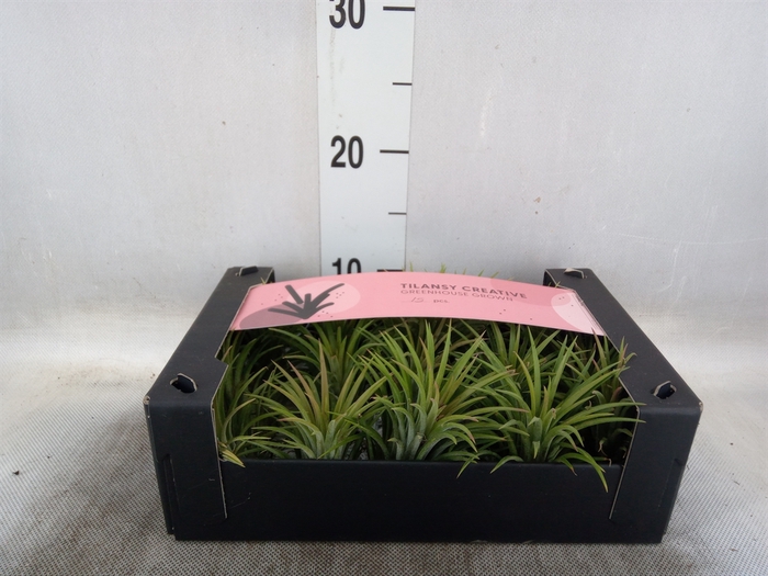 <h4>Tillandsia ionantha</h4>