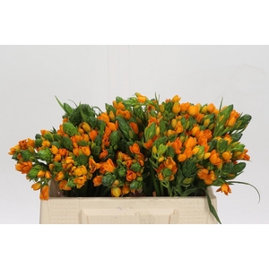 Ornithogalum Dubium Sunshine