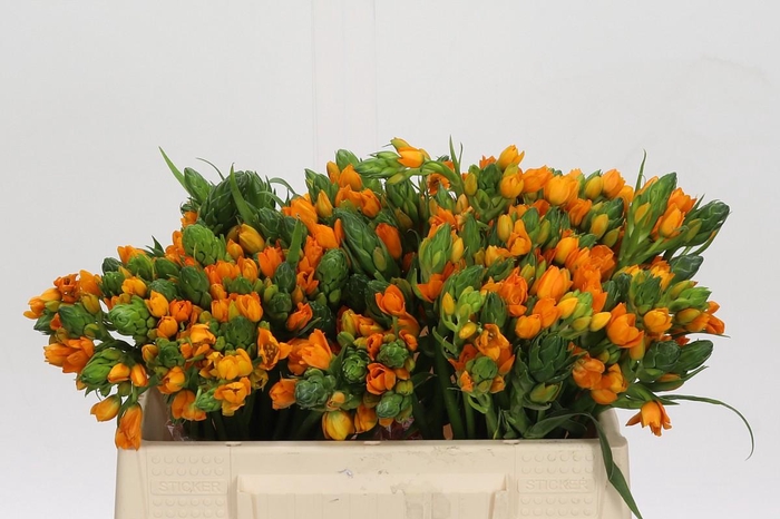 <h4>Ornithogalum Dubium Sunshine</h4>