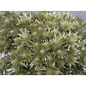 Eryn Orion Goud L50