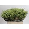Limonium China Lemon
