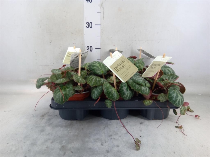 <h4>Saxifraga stol.</h4>