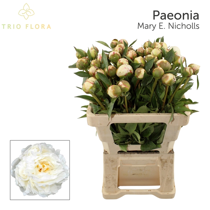 <h4>PAEO L MARY NICHOLLS 996</h4>