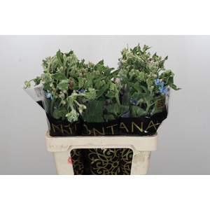 Oxypetalum Bridal Victoria
