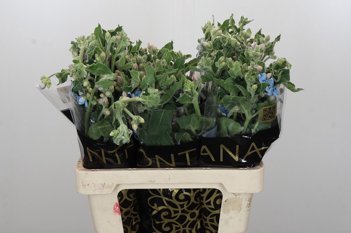 <h4>Oxypetalum Bridal Victoria</h4>