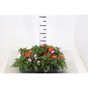 SUNPATIENS P11
