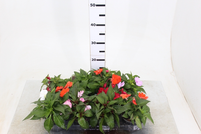 SUNPATIENS P11