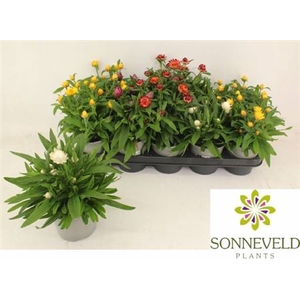 Bracteantha Dreamtime gemengd