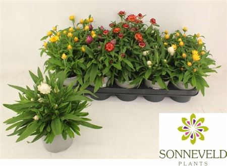 <h4>Bracteantha Dreamtime gemengd</h4>