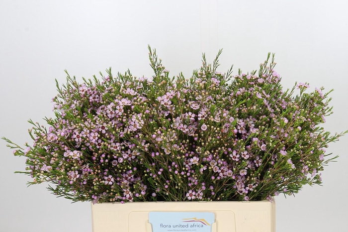 <h4>Chamelaucium Early Nir</h4>