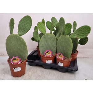 OPUNTIA