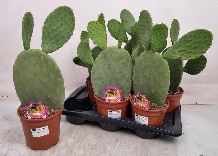 <h4>OPUNTIA</h4>