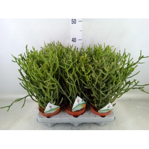 Euphorbia tirucalli