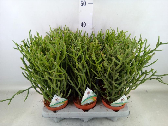 <h4>Euphorbia tirucalli</h4>