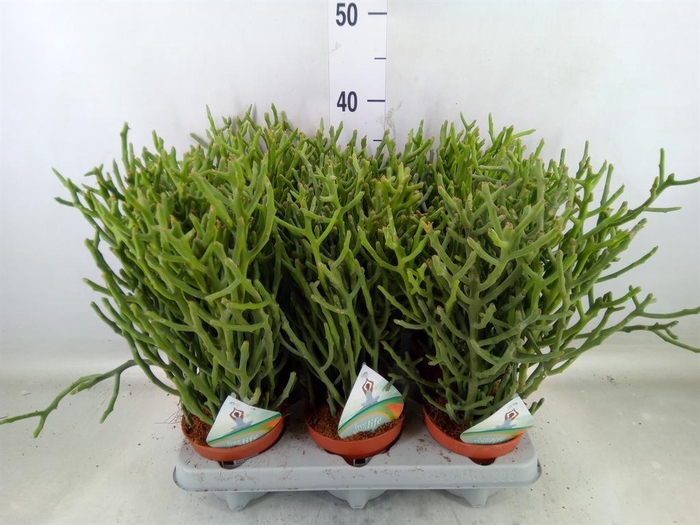 <h4>Euphorbia tirucalli</h4>