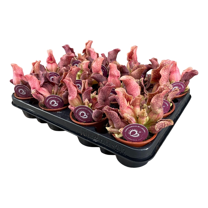<h4>Sarracenia Sylwia</h4>