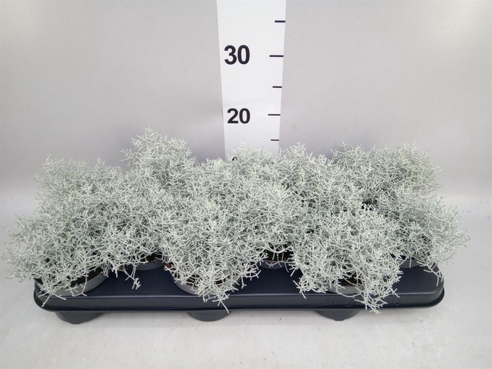 <h4>Leucophyta brownii</h4>