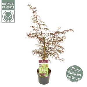 Acer palmatum Inaba-shidare