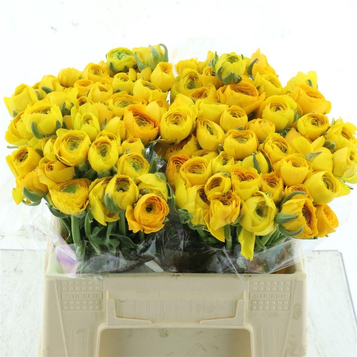 <h4>Ran El Yellow Extra</h4>