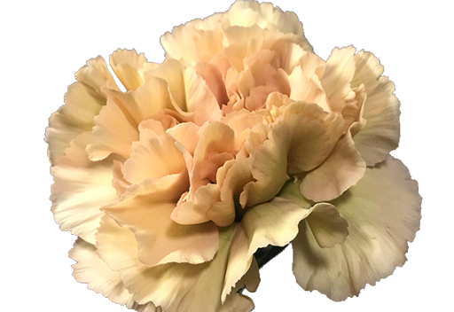 CRAVO CAPUCCINO 070 CM