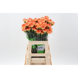 Di St Boiro 60cm