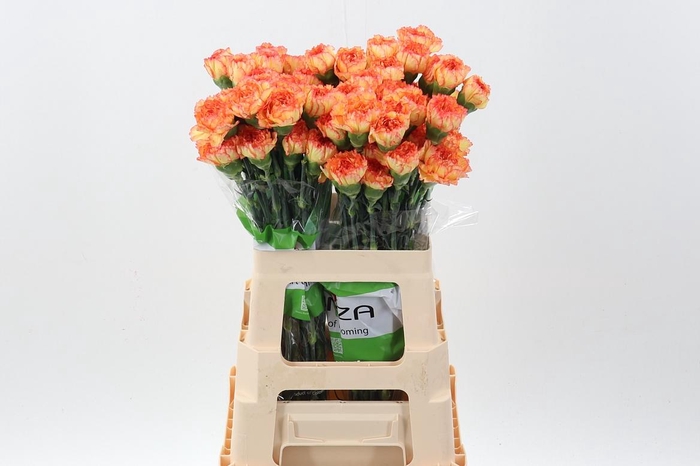 <h4>Di St Boiro 60cm</h4>