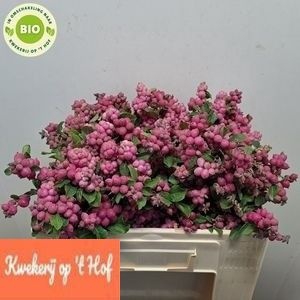 <h4>SYMPHO MAG RUB GIANT</h4>