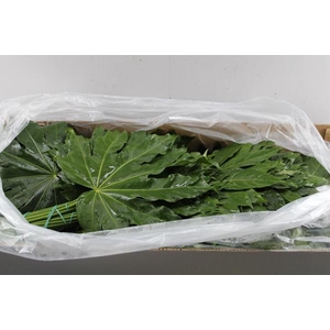 Deco Gr Fatsia Jap Aralia L 50