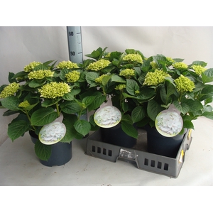 Hydrangea mac.   ...