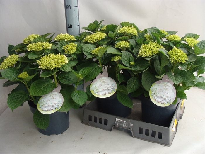 <h4>Hydrangea mac.   ...</h4>